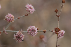 Eriogonum angulosum