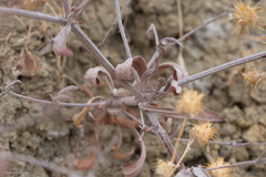 Eriogonum angulosum