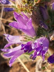 Campanula spicata