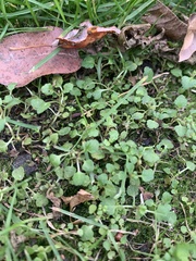 Pterostegia drymarioides