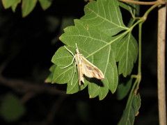 Agathodes monstralis