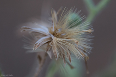 Heterotheca oregona scaberrima