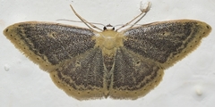 Idaea sardoniata