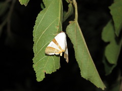 Eulepidotis rectimargo