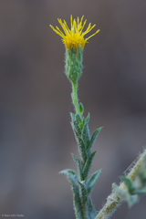Heterotheca oregona scaberrima
