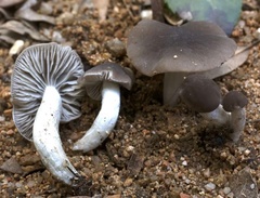 Dermoloma cuneifolium