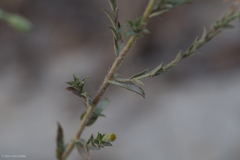 Heterotheca oregona scaberrima