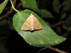 Eulepidotis juncida