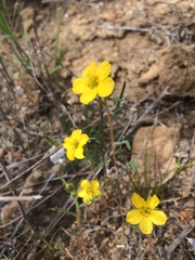 Mentzelia gracilenta