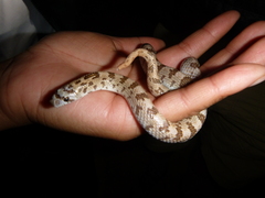 Phyllorhynchus decurtatus