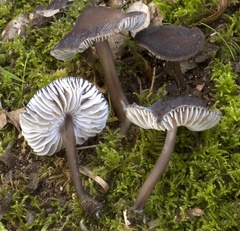 Hydropus trichoderma