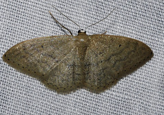 Idaea sardoniata