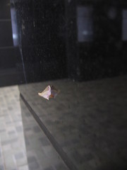 Endotricha theonalis