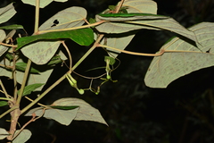Ceropegia decaisneana