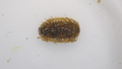 Ectopria nervosa