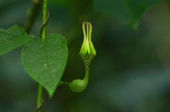 Ceropegia decaisneana