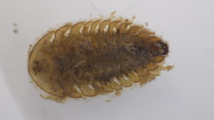 Ectopria nervosa
