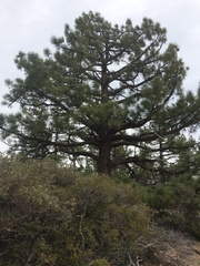 Pinus coulteri