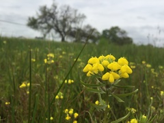 Castilleja campestris