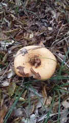 Lactarius insulsus