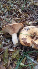 Lactarius insulsus