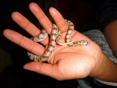 Phyllorhynchus decurtatus