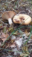 Lactarius insulsus