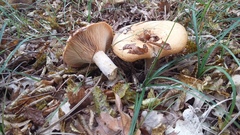 Lactarius insulsus