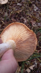 Lactarius insulsus