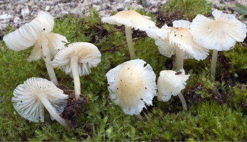 Ivory Bonnet