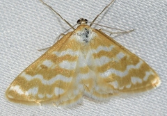 Idaea sericeata