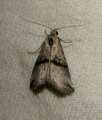 Zebeeba falsalis