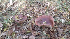 Tricholoma albobrunneum