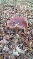 Tricholoma albobrunneum