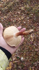Tricholoma albobrunneum