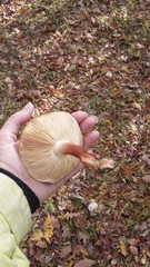 Tricholoma albobrunneum