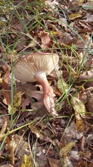 Tricholoma albobrunneum