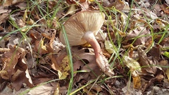 Tricholoma albobrunneum