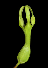 Ceropegia mohanramii