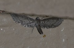 Glaucina erroraria