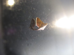 Endotricha theonalis