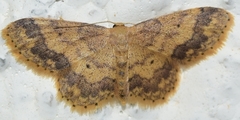 Idaea subsaturata