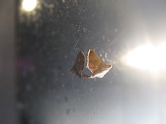 Endotricha theonalis