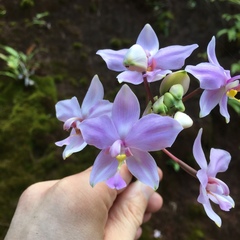 Spathoglottis