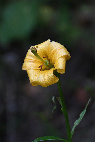 Lilium rhodopeum (Lilium rhodopeum)