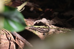Emoia nigra