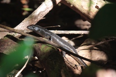 Emoia nigra