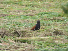 Centropus sinensis parroti