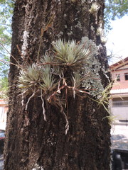 Tillandsia loliacea