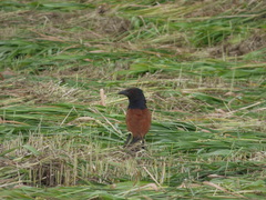 Centropus sinensis parroti